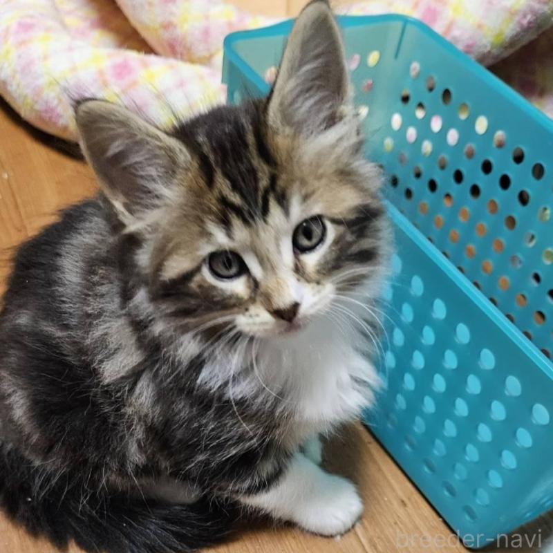 販売中の東京都のメインクーン-139589の3枚目