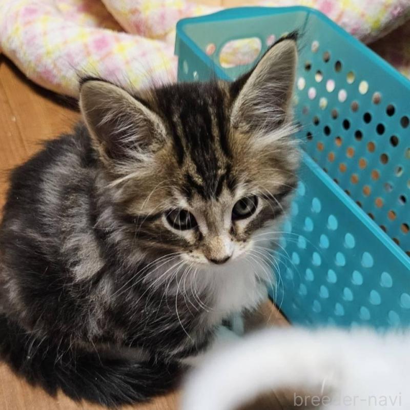 販売中の東京都のメインクーン-139589の2枚目