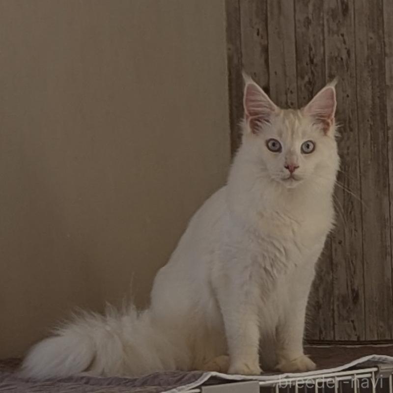 販売中の愛媛県のメインクーン-123037