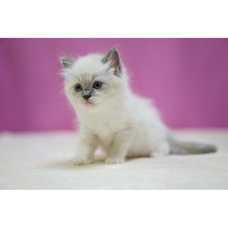 販売中の埼玉県のラグドール-139590の5枚目