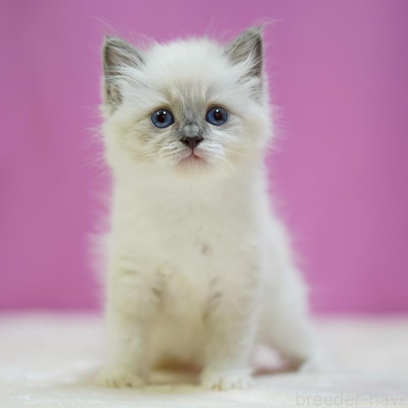 販売中の埼玉県のラグドール-139590の4枚目