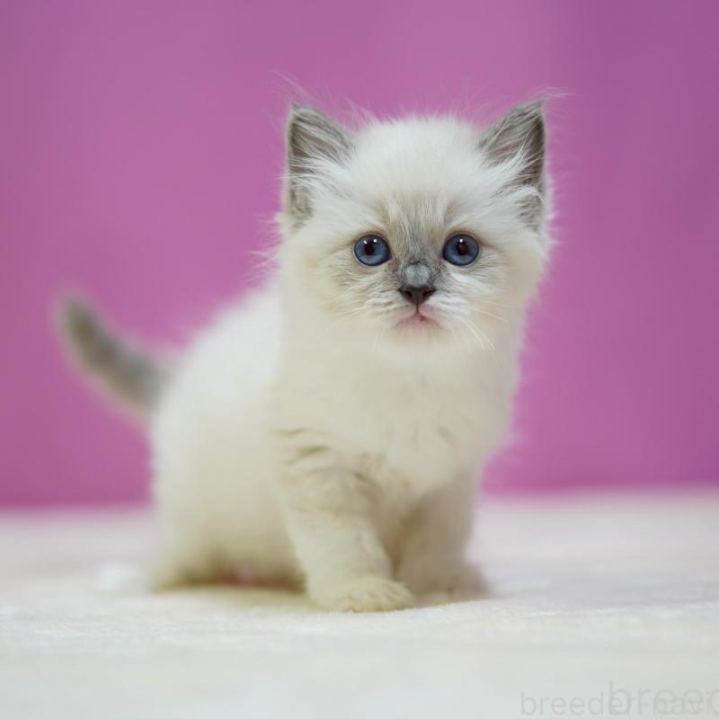 販売中の埼玉県のラグドール-139590の3枚目