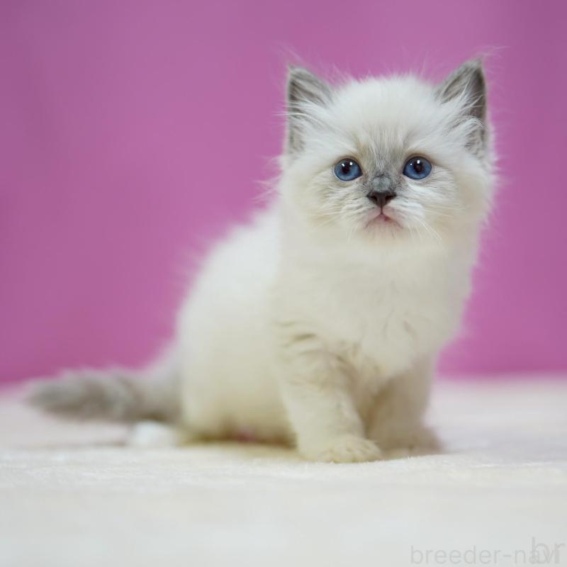 販売中の埼玉県のラグドール-139590の2枚目