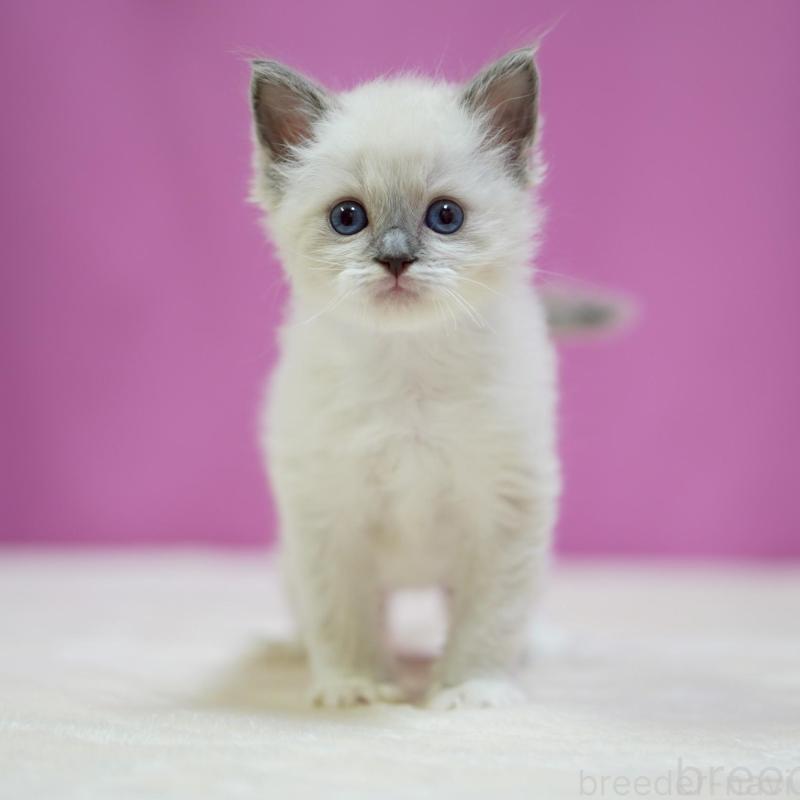 販売中の埼玉県のラグドール-139591の6枚目