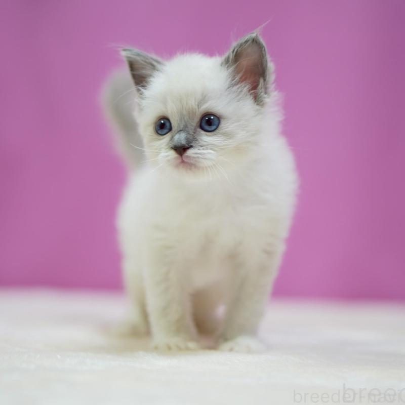 販売中の埼玉県のラグドール-139591の5枚目