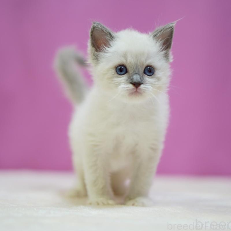 販売中の埼玉県のラグドール-139591の4枚目