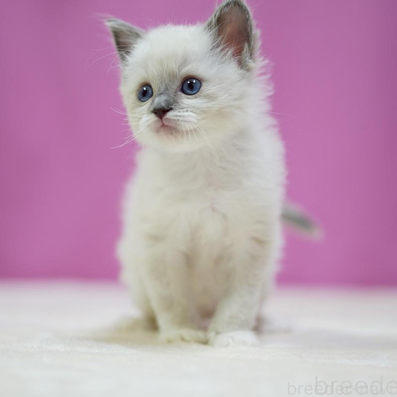 販売中の埼玉県のラグドール-139591の3枚目