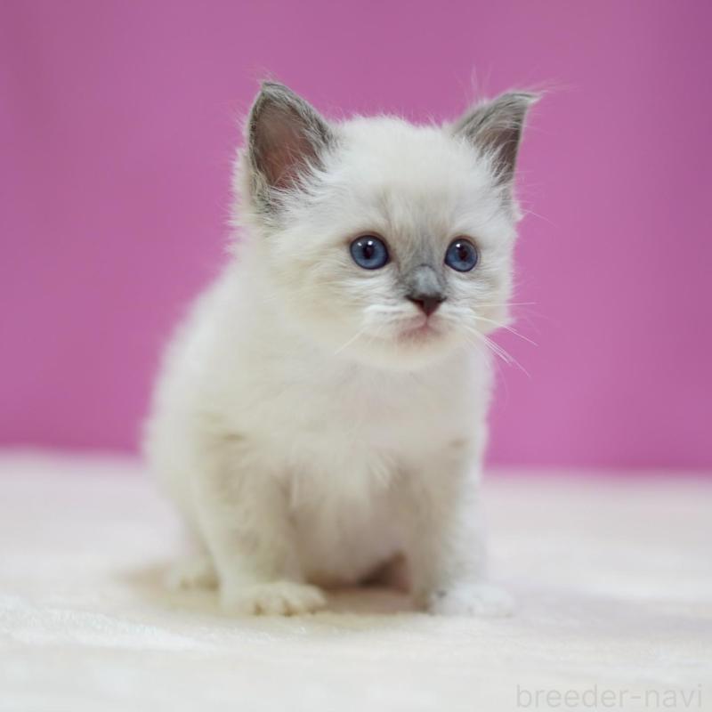 販売中の埼玉県のラグドール-139591の2枚目