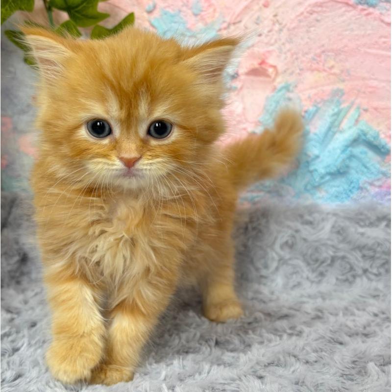 販売中の愛知県のサイベリアン-139592の7枚目