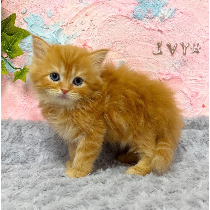 販売中の愛知県のサイベリアン-139592の6枚目