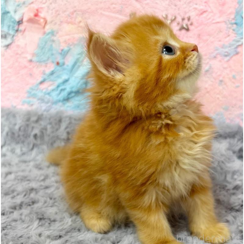 販売中の愛知県のサイベリアン-139592の5枚目