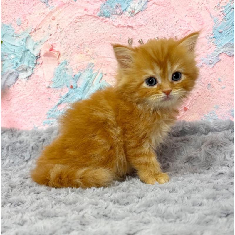 販売中の愛知県のサイベリアン-139592の3枚目