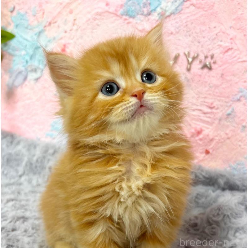 販売中の愛知県のサイベリアン-139592の2枚目