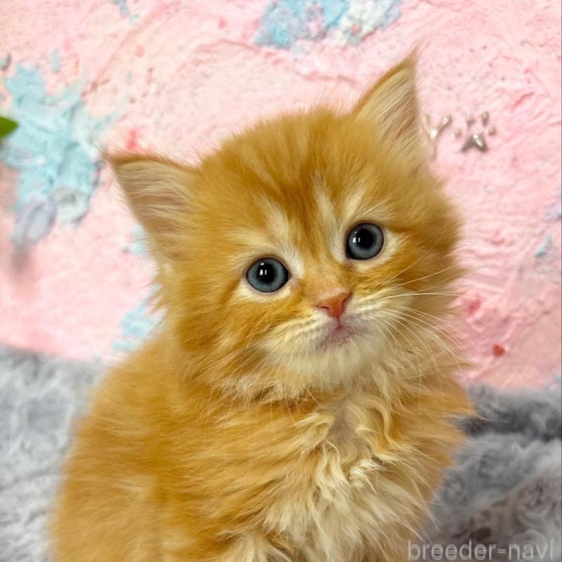 販売中の愛知県のサイベリアン-139592の1枚目