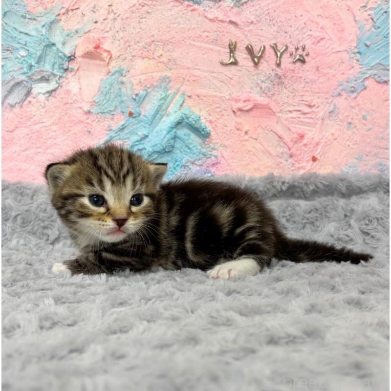 販売中の愛知県のマンチカン(短足)-139593の6枚目