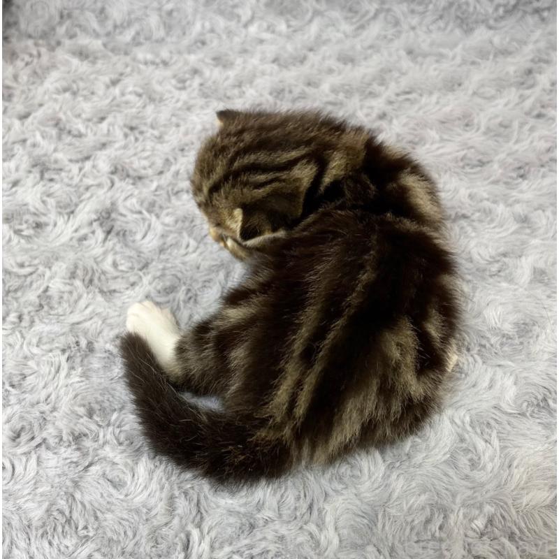 販売中の愛知県のマンチカン(短足)-139593の4枚目