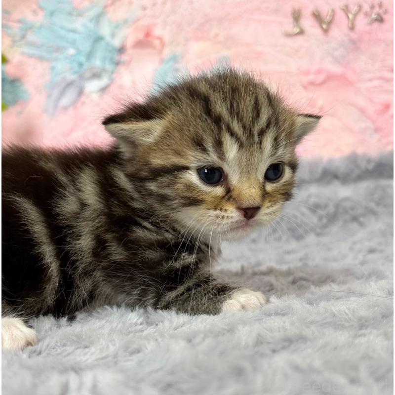 販売中の愛知県のマンチカン(短足)-139593の3枚目