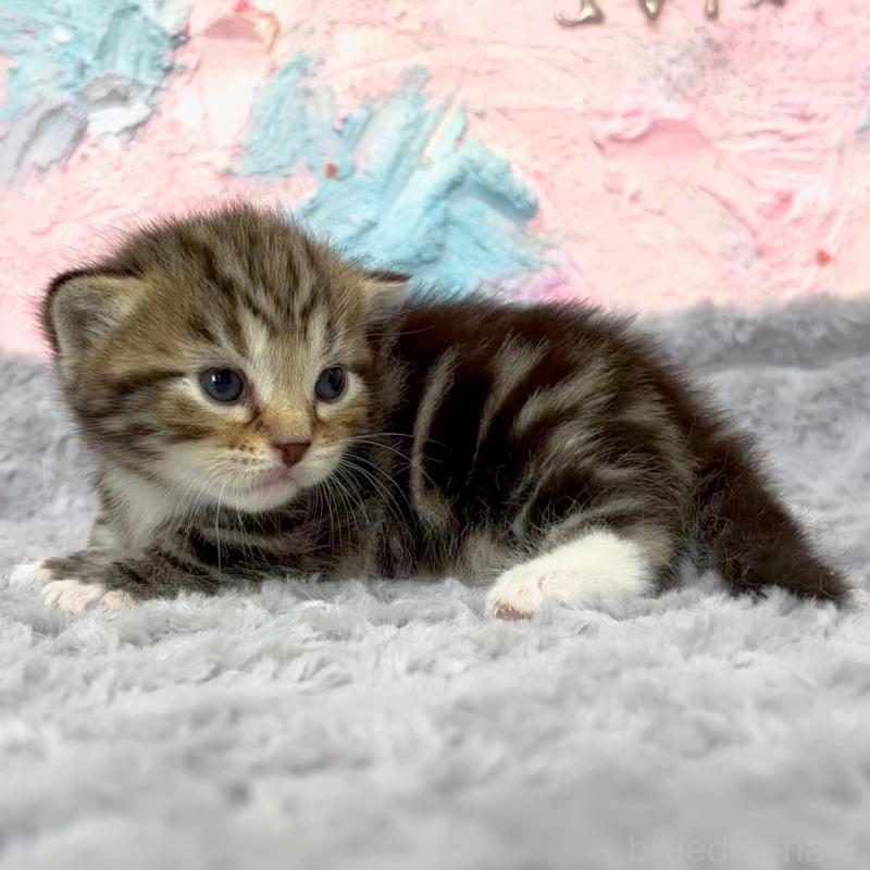 販売中の愛知県のマンチカン(短足)-139593の2枚目