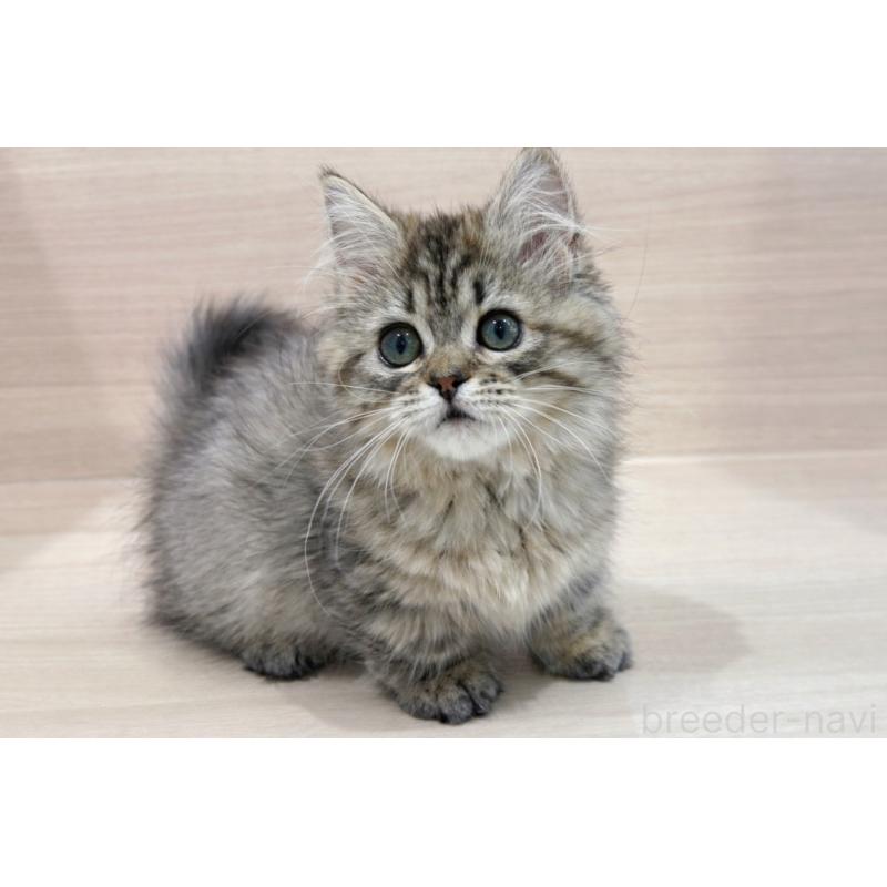 販売中の東京都のミヌエット(短足)-136979の2枚目