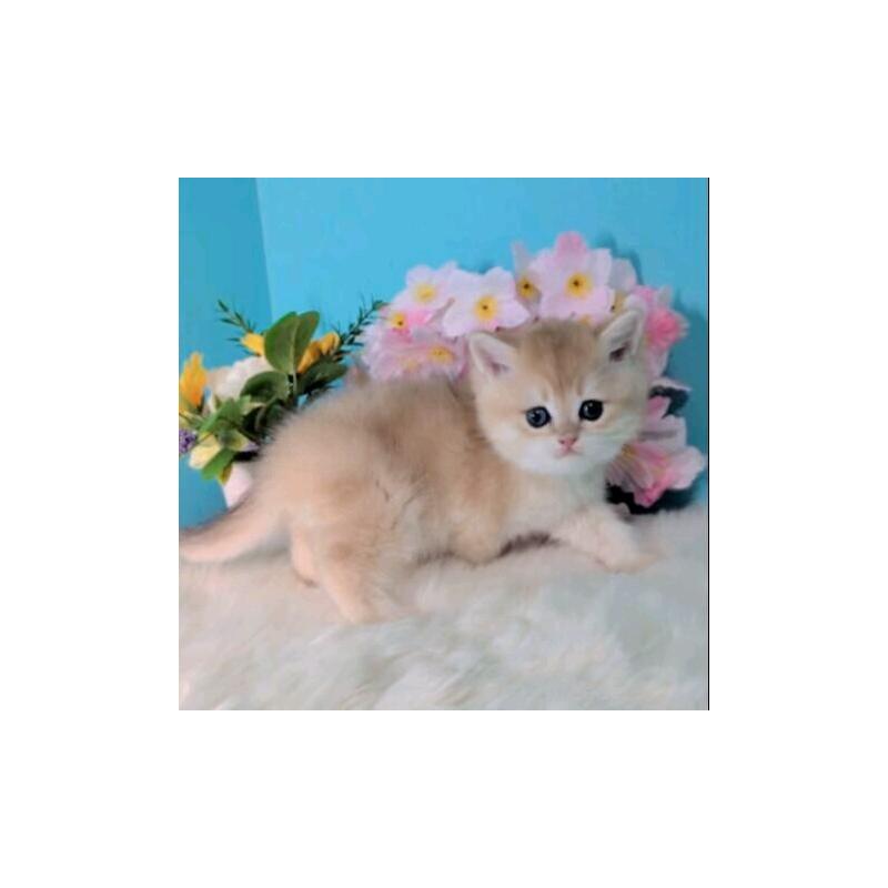 販売中の大阪府のブリティッシュショートヘア-139595の9枚目