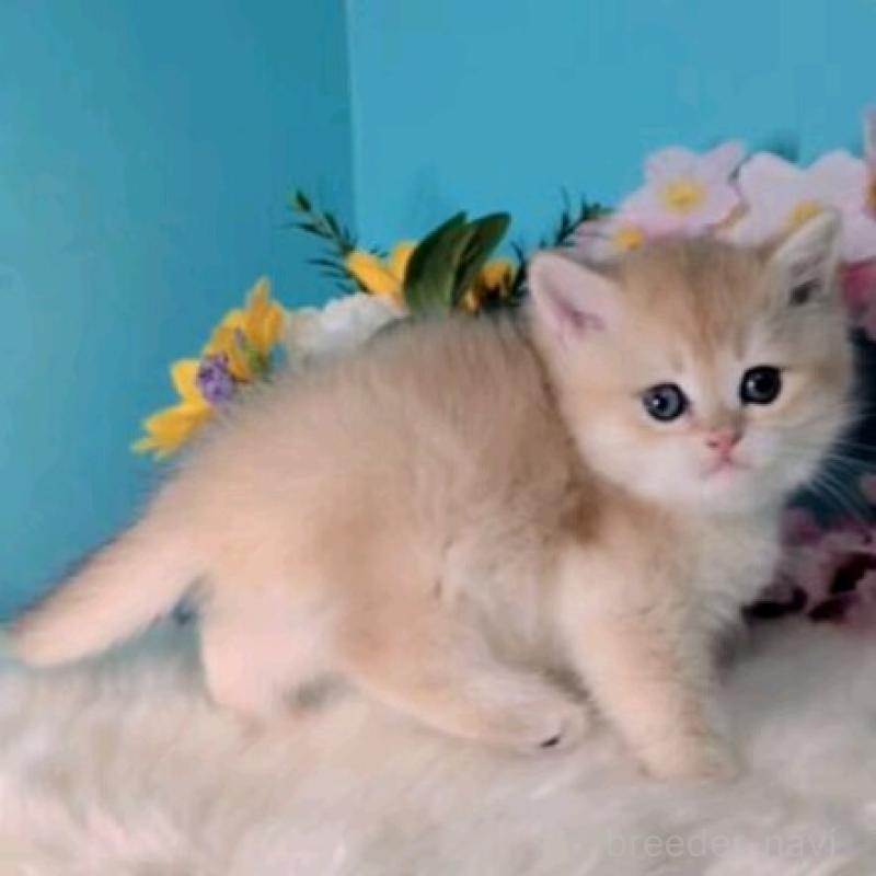 販売中の大阪府のブリティッシュショートヘア-139595の8枚目