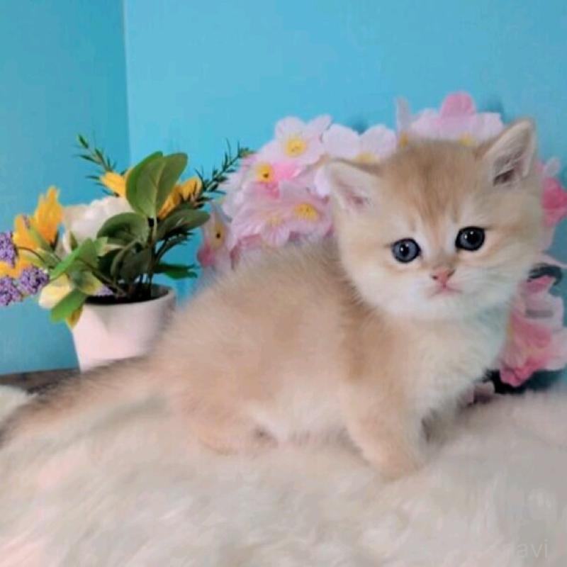 販売中の大阪府のブリティッシュショートヘア-139595の7枚目