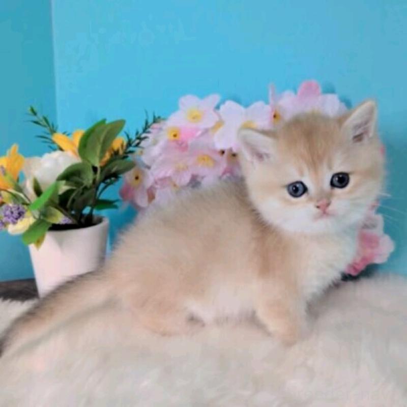 販売中の大阪府のブリティッシュショートヘア-139595の6枚目