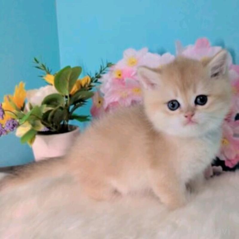 販売中の大阪府のブリティッシュショートヘア-139595の5枚目