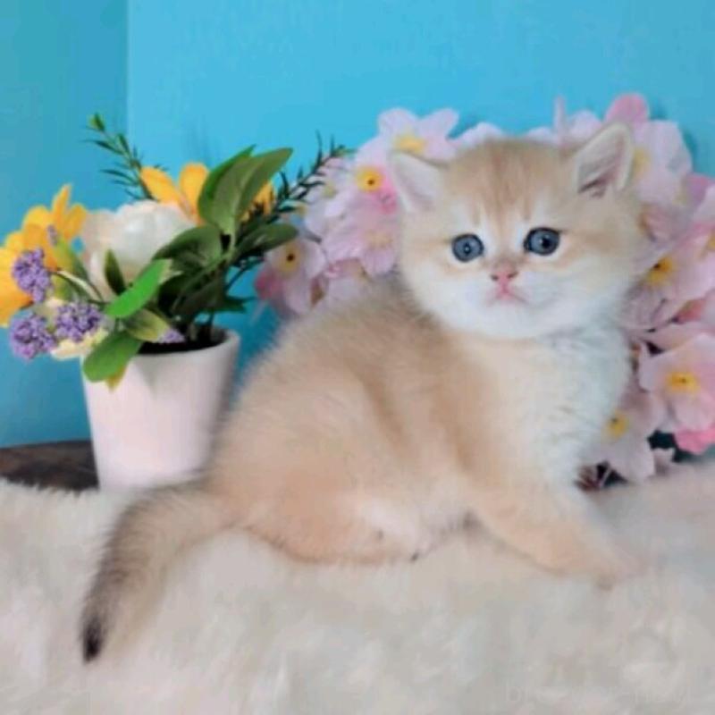 販売中の大阪府のブリティッシュショートヘア-139595の3枚目