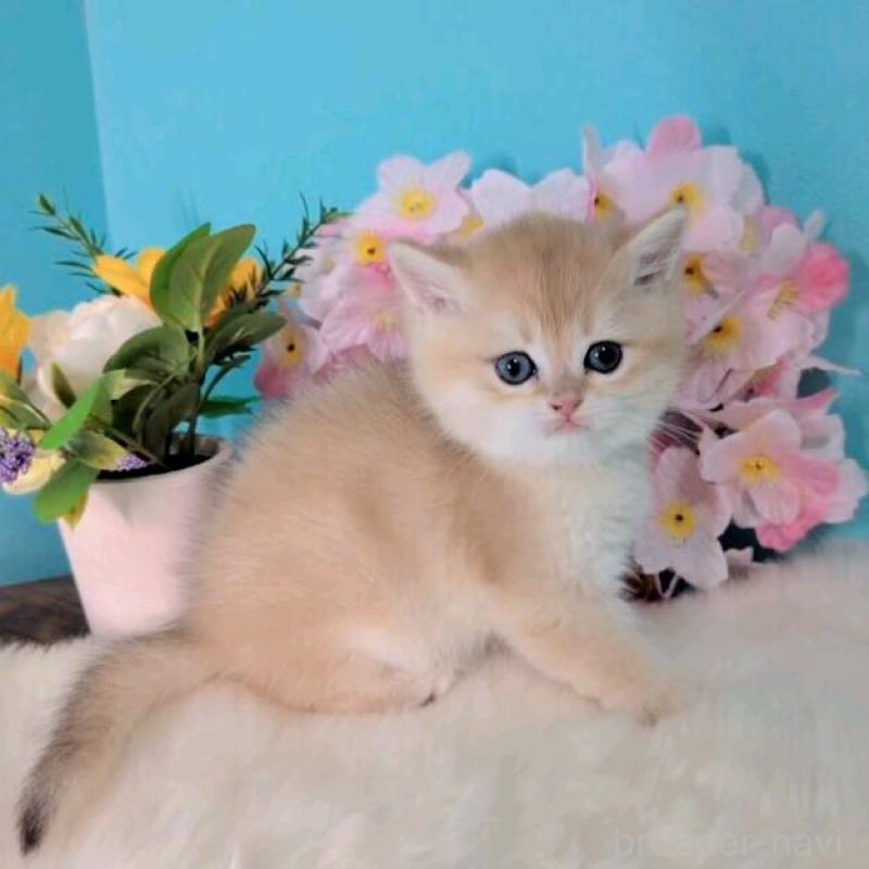 販売中の大阪府のブリティッシュショートヘア-139595の4枚目