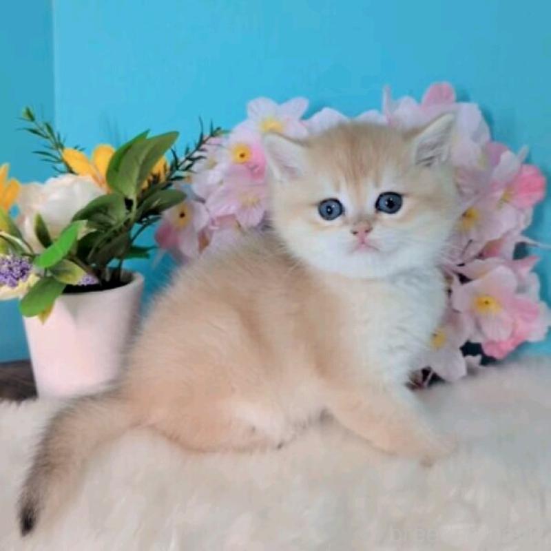 販売中の大阪府のブリティッシュショートヘア-139595の2枚目