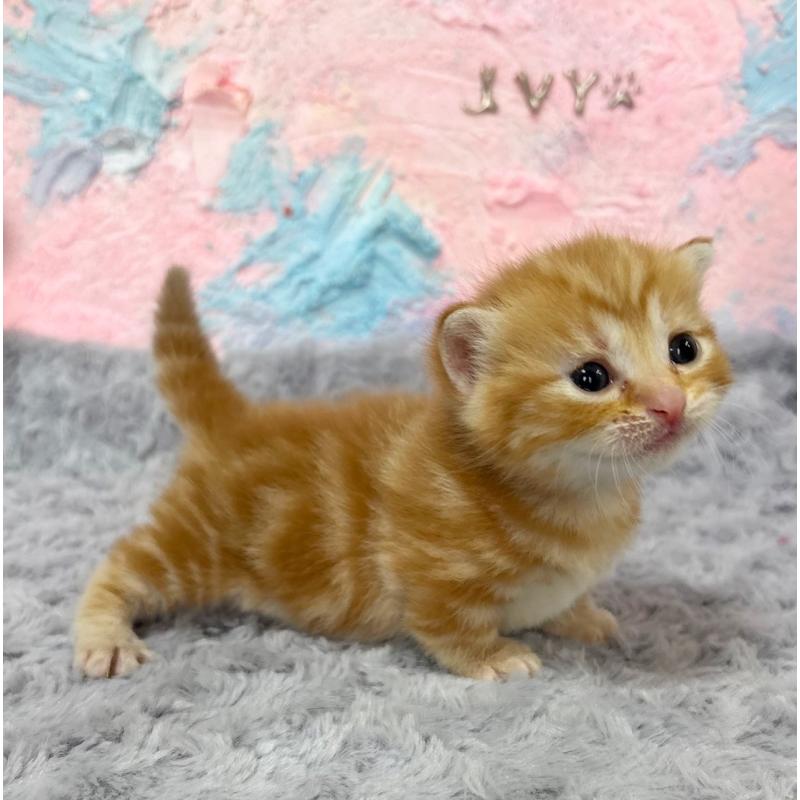 販売中の愛知県のマンチカン(短足)-139594の5枚目