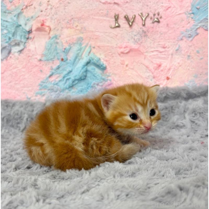 販売中の愛知県のマンチカン(短足)-139594の3枚目