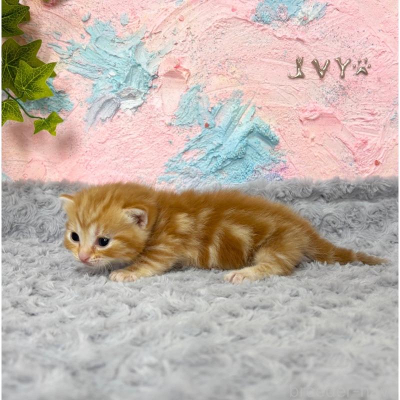 販売中の愛知県のマンチカン(短足)-139594の2枚目