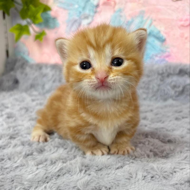 販売中の愛知県のマンチカン(短足)-139594の1枚目