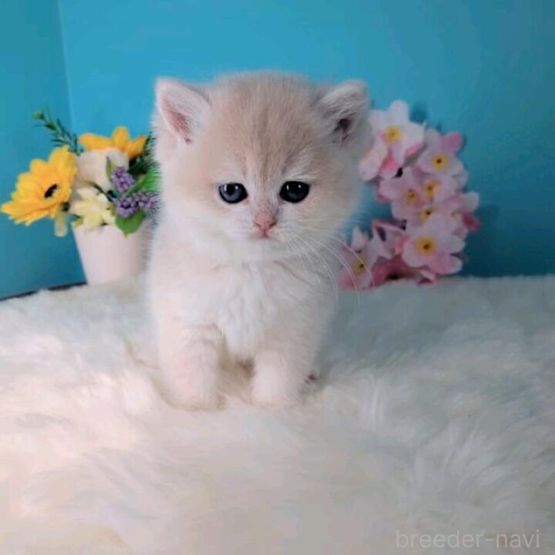 販売中の大阪府のブリティッシュショートヘア-139597の8枚目