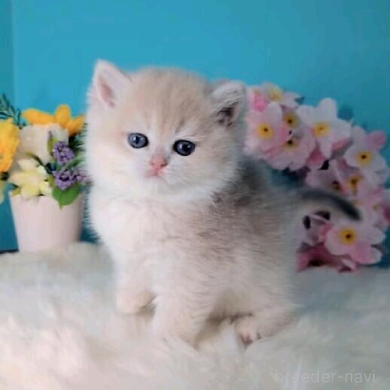 販売中の大阪府のブリティッシュショートヘア-139597の7枚目