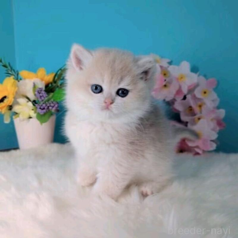 販売中の大阪府のブリティッシュショートヘア-139597の6枚目