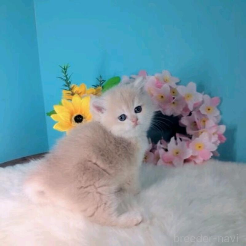 販売中の大阪府のブリティッシュショートヘア-139597の5枚目