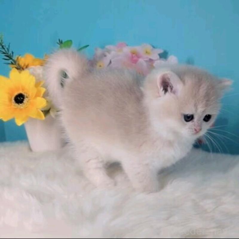 販売中の大阪府のブリティッシュショートヘア-139597の4枚目