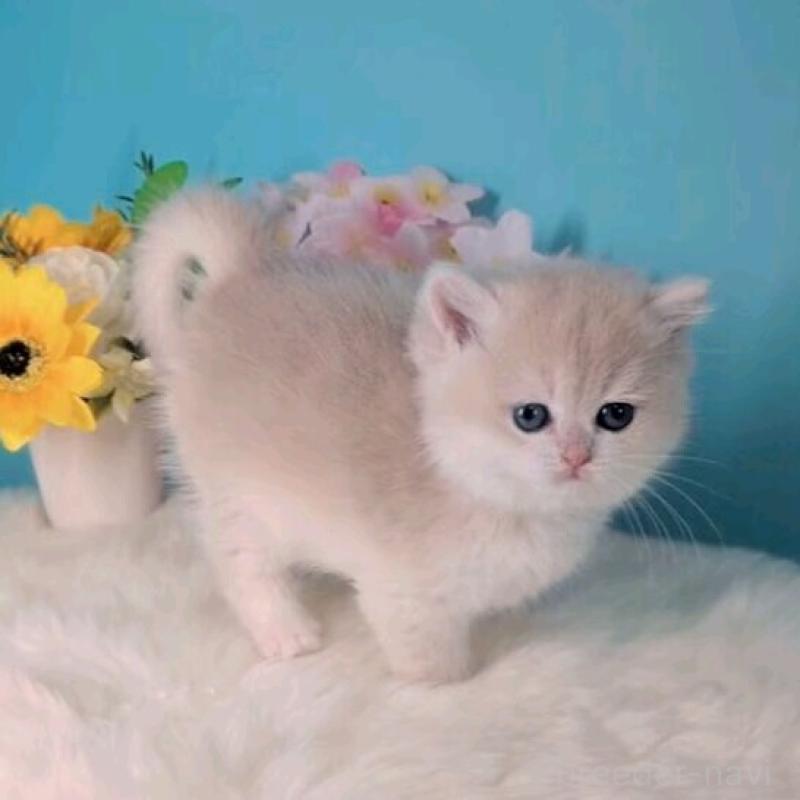 販売中の大阪府のブリティッシュショートヘア-139597の3枚目