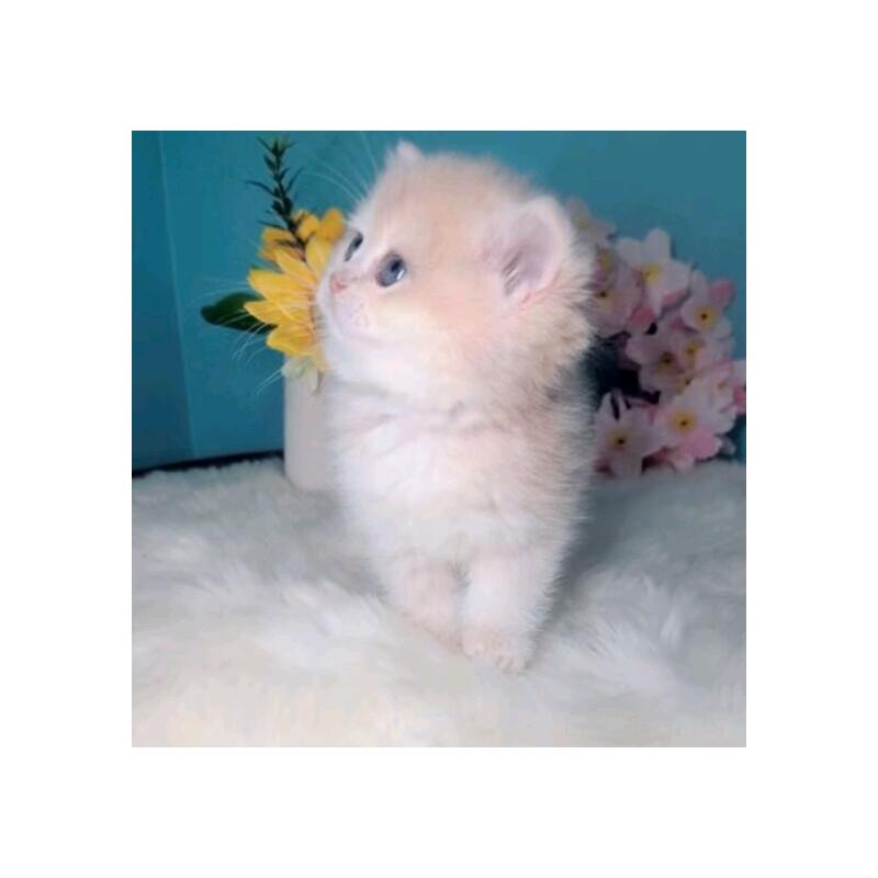 販売中の大阪府のブリティッシュショートヘア-139597の2枚目