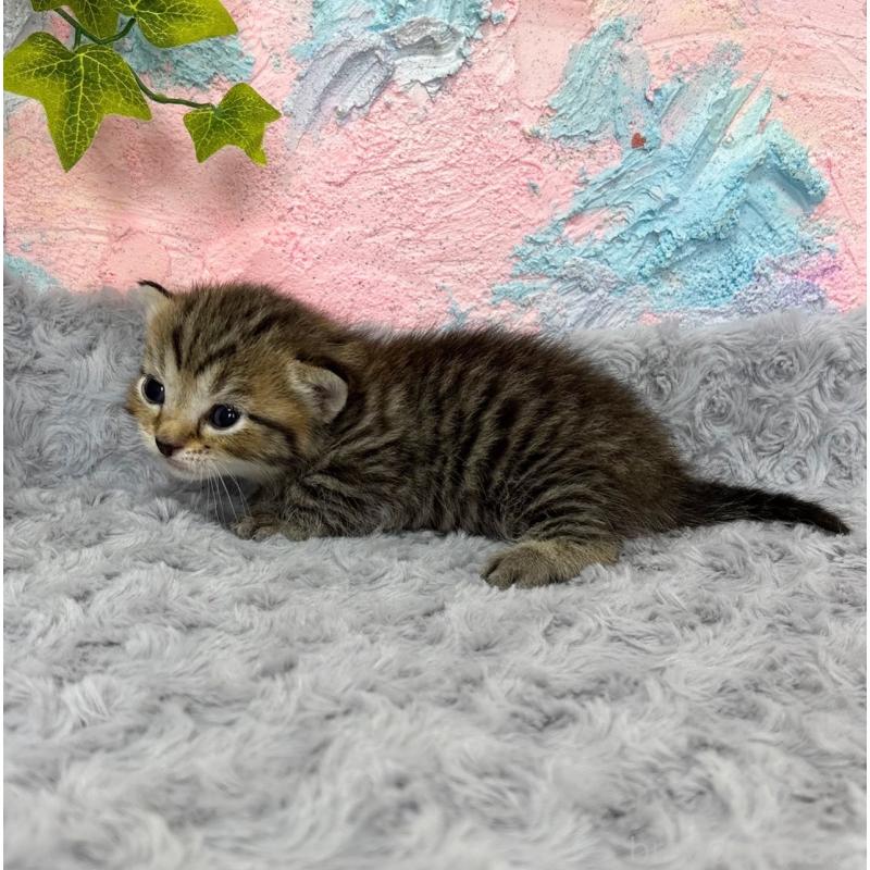 販売中の愛知県のマンチカン(短足)-139596の5枚目