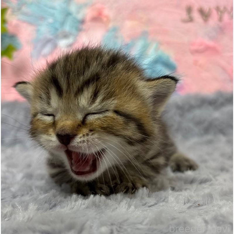 販売中の愛知県のマンチカン(短足)-139596の4枚目