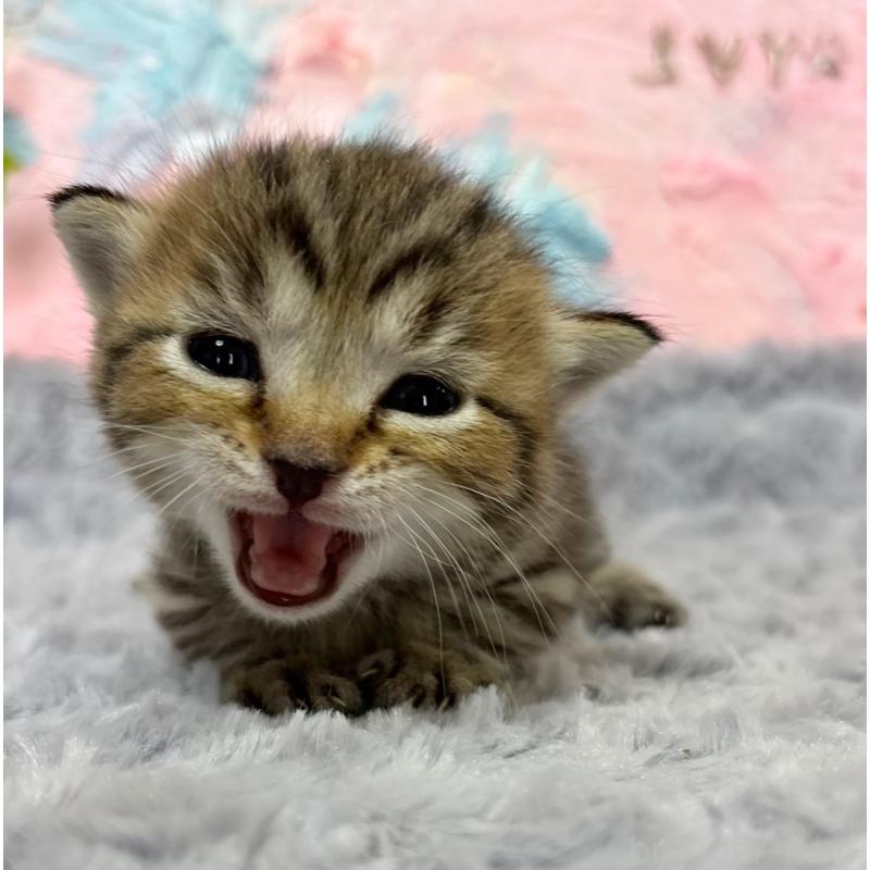 販売中の愛知県のマンチカン(短足)-139596の3枚目