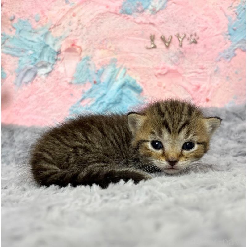 販売中の愛知県のマンチカン(短足)-139596の2枚目