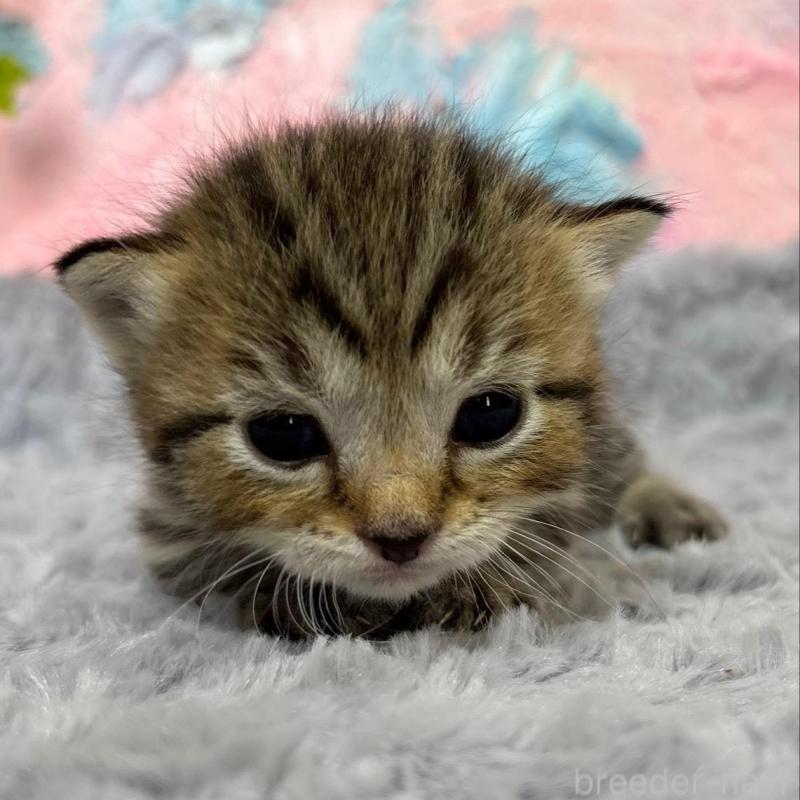 販売中の愛知県のマンチカン(短足)-139596