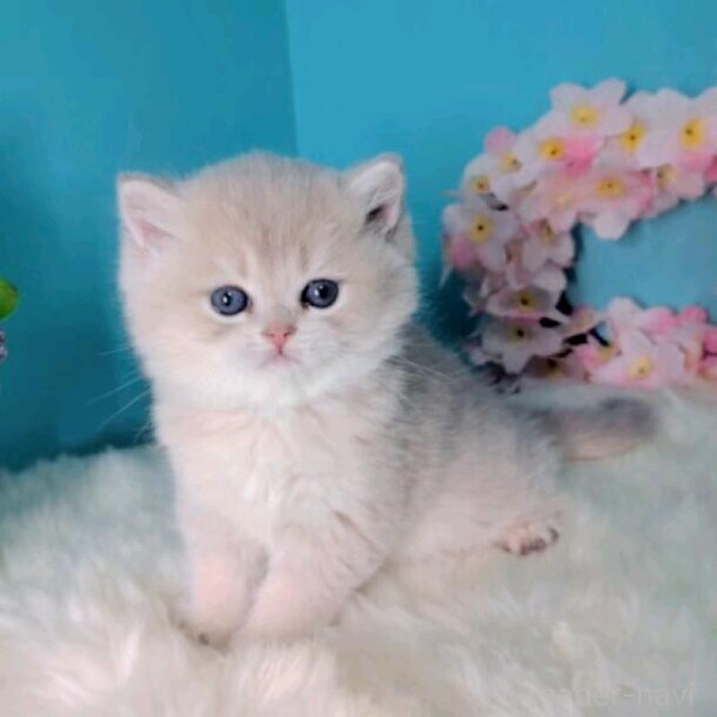 販売中の大阪府のブリティッシュショートヘア-139599の9枚目