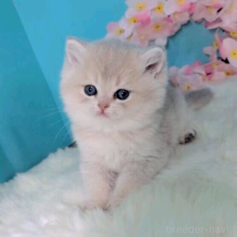 販売中の大阪府のブリティッシュショートヘア-139599の8枚目