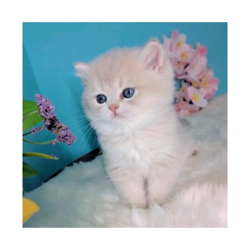 販売中の大阪府のブリティッシュショートヘア-139599の7枚目